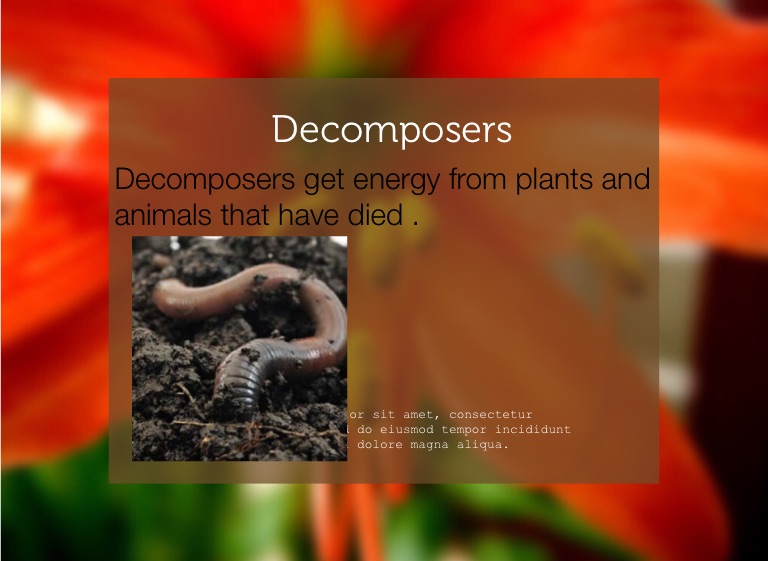 How do plants and animals Get energy Screen 8 on FlowVella