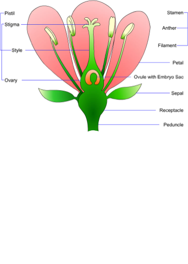 Science Study Guide - Screen 7 on FlowVella - Presentation Software for ...