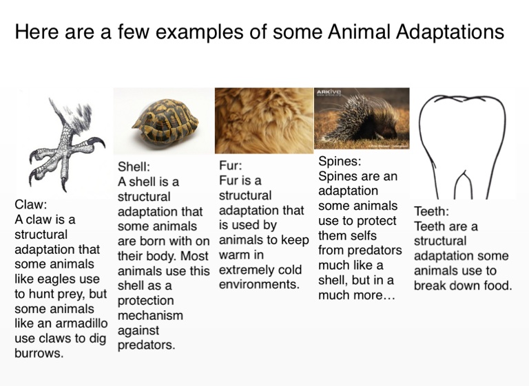 Animal Adaptations - Screen 4 on FlowVella - Presentation Software for Mac  iPad and iPhone