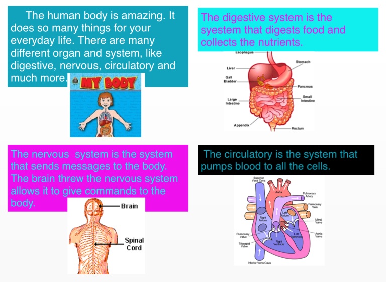 The Human Body on FlowVella - Presentation Software for Mac iPad and iPhone