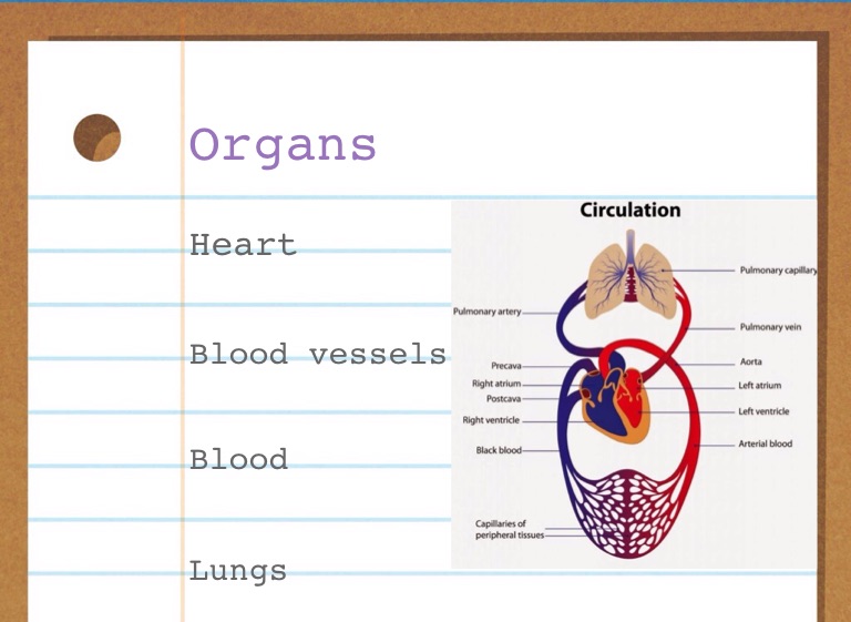 The Circulatory System - Screen 4 on FlowVella - Presentation Software