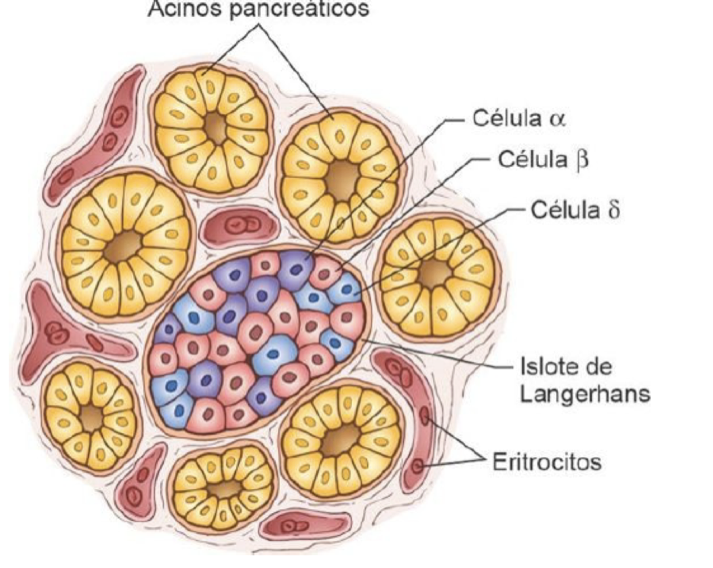 diagrama de islotes de langerhans