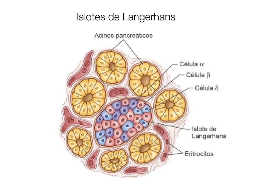 diagrama de islotes de langerhans