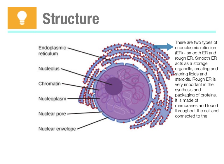 The Nucleus - Screen 9 on FlowVella - Presentation Software for Mac