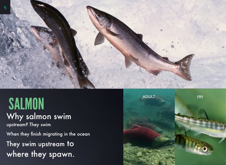 Salmon - Screen 4 on FlowVella - Presentation Software for Mac iPad and ...