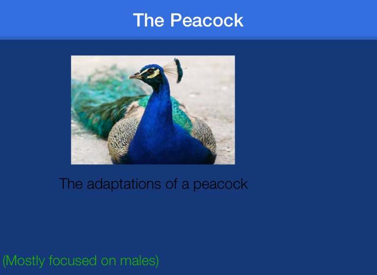 Peacock on FlowVella - Presentation Software for Mac iPad and iPhone