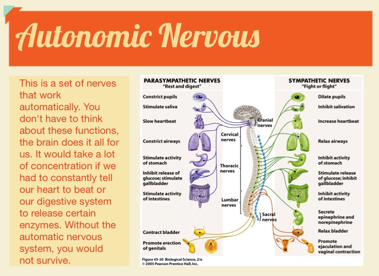 Human Nervous System - Screen 5 on FlowVella - Presentation Software