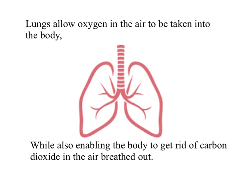 Lungs By Miranda, Michael,moses On Flowvella - Presentation Software 