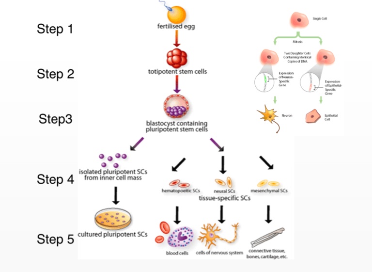 Cell Specialization - Screen 4 on FlowVella - Presentation Software for ...