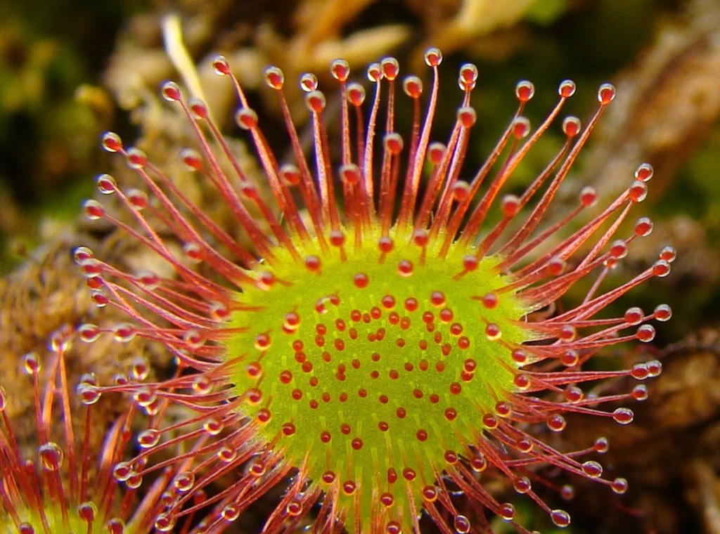 Characteristics of Sundew Plant. 