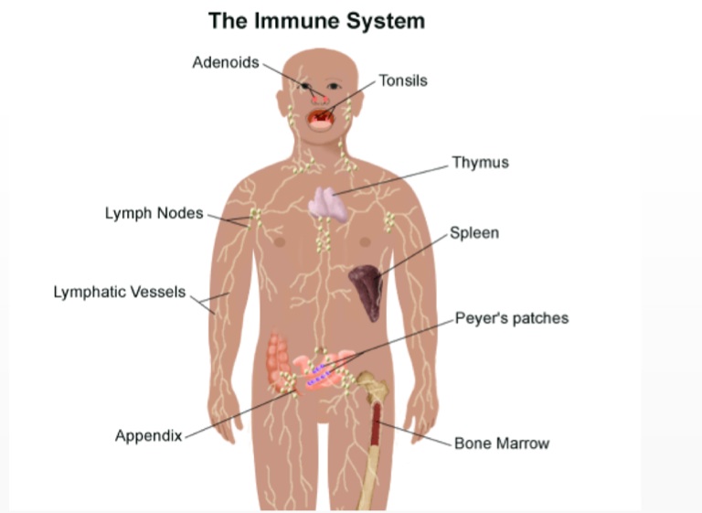 Como activar el sistema inmunologico