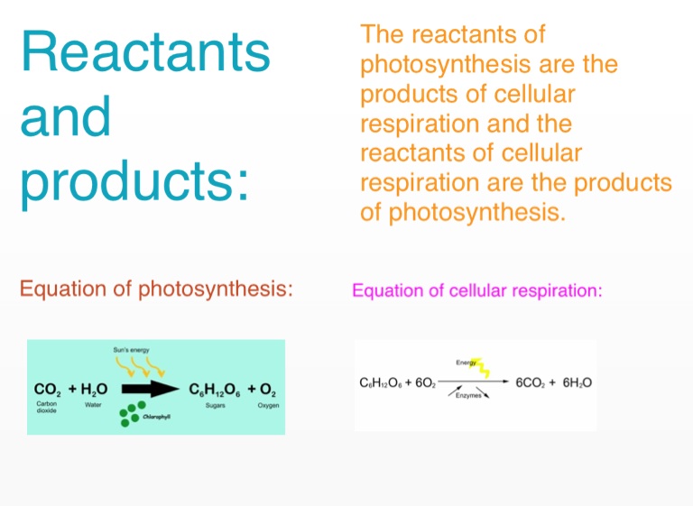 photosynthesis reactants and products