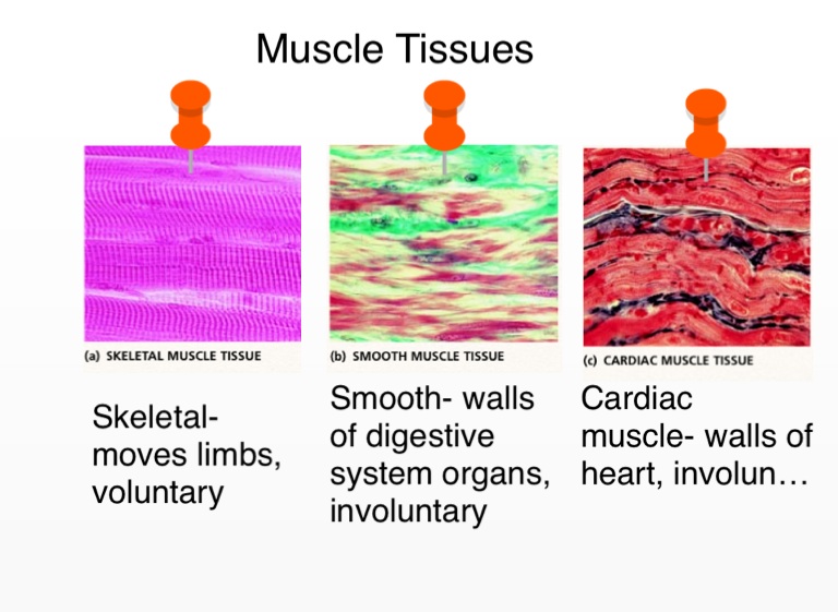 Human body memory book - Screen 17 on FlowVella - Presentation Software ...