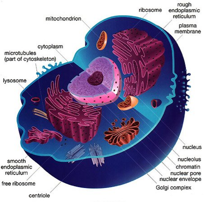 Microscopic images presentation - Screen 10 on FlowVella - Presentation ...