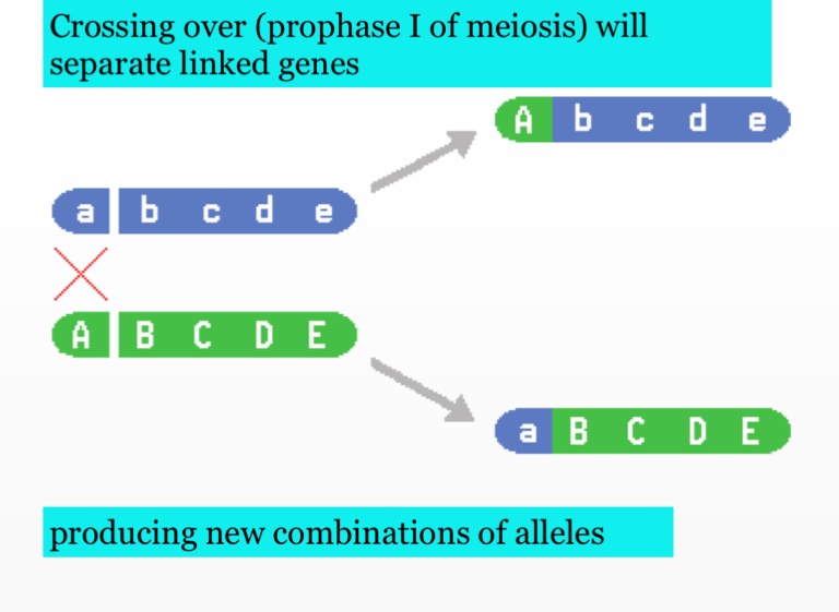 Gene Linkage Mapping And Sex Linked Genes Screen 5 On Flowvella Presentation Software For 6207