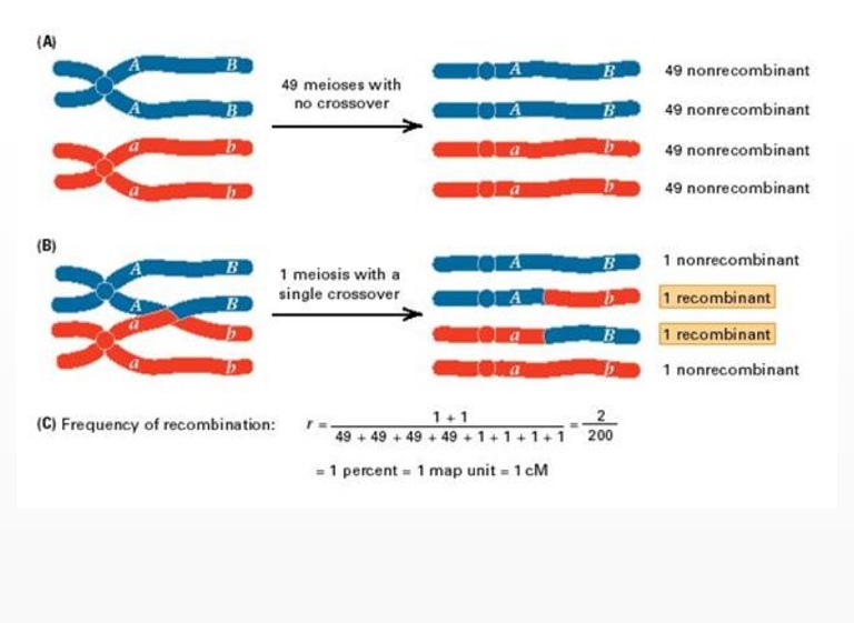 Gene Linkage Mapping And Sex Linked Genes Screen 8 On Flowvella