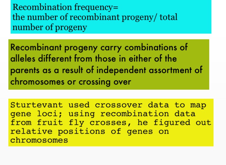 Gene Linkage Mapping And Sex Linked Genes Screen 9 On Flowvella Presentation Software For