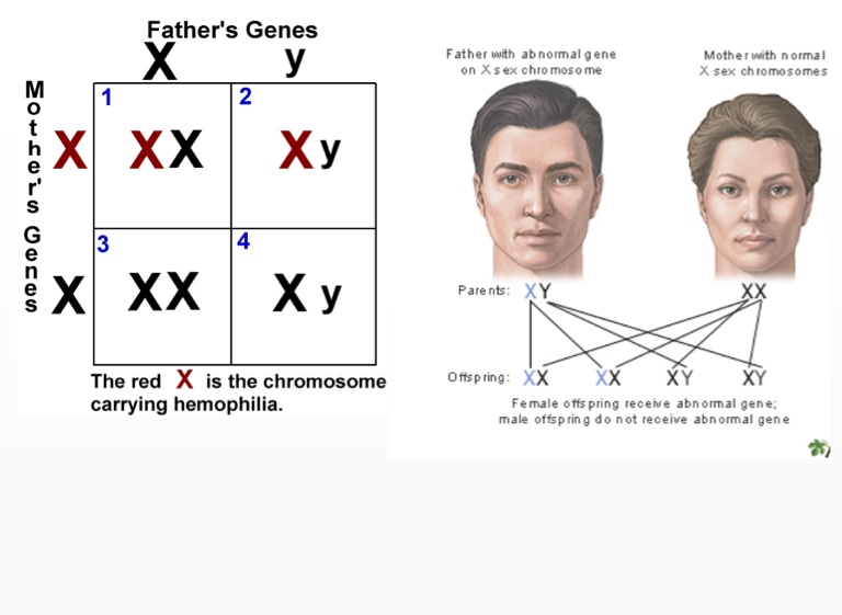 Gene Linkage Mapping And Sex Linked Genes Screen 15 On Flowvella Presentation Software For