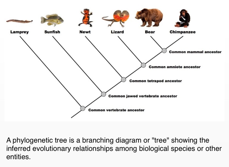 example of evolutionary tree