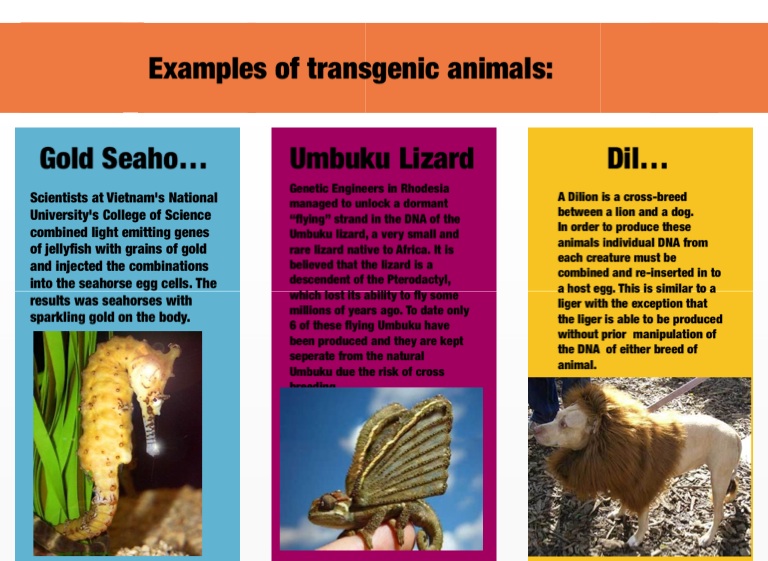 Transgenic animals - Screen 8 on FlowVella - Presentation ...