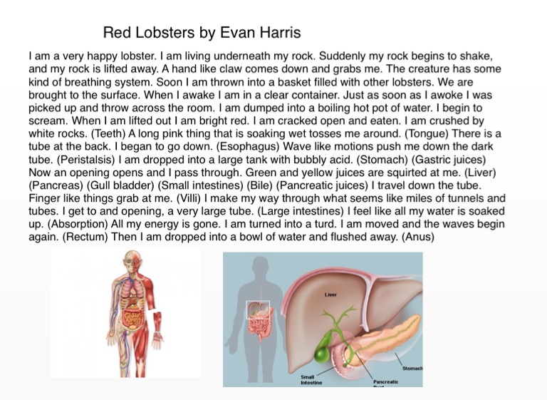 Digestive system on FlowVella - Presentation Software for Mac iPad and