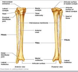 Tibia y Fíbula on FlowVella - Presentation Software for Mac iPad and iPhone