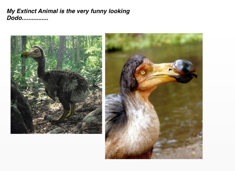 Extinct Animal presentation :( 👏👏👏💯 - Screen 2 on FlowVella - Presentation Software for Mac iPad and iPhone Extinct Animal presentation :( 👏👏👏💯 - Screen 2 on FlowVella - Presentation Software for Mac iPad and iPhone