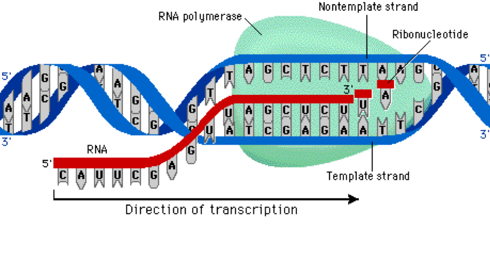 Матричная днк начинается. Транскрипция ДНК схема процесса. РНК полимераза Синтез. Транскрипция Синтез РНК на матрице ДНК. Расщепление нуклеиновых кислот.