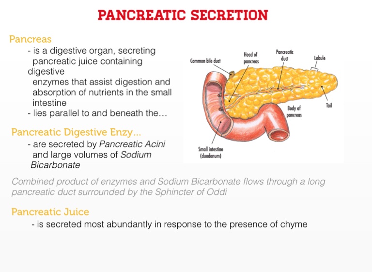 [DIAGRAM] Diagram Of Enzyme And Secretion Through Digestion ...