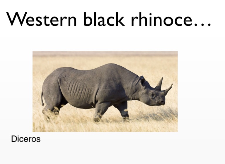 a romping western black rhinoceros