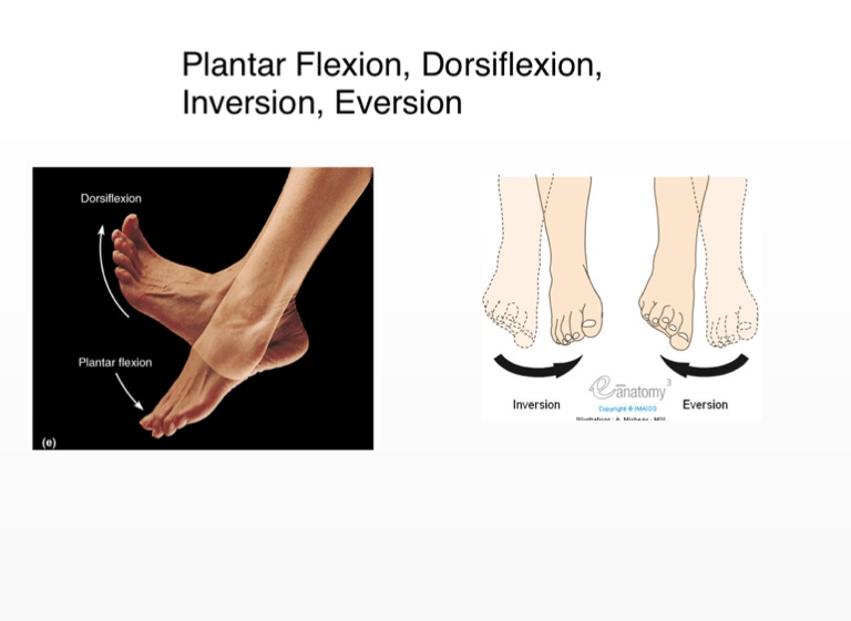 Dorsiflexion, Plantar Flexion, Inversion, and Eversion 