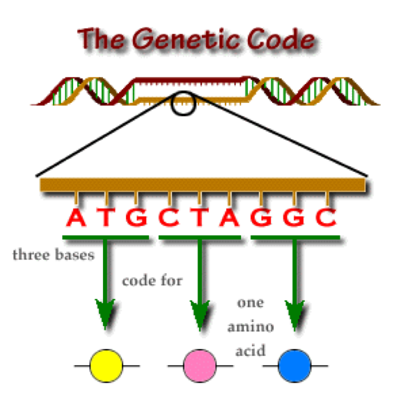 Следующий ген. Three Bases of DNA code for one Amino acid. Genetic рolygel 30. The genetic code