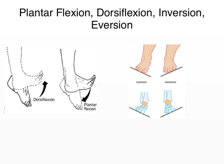 Dorsiflexion, Plantar Flexion, Inversion, and Eversion 