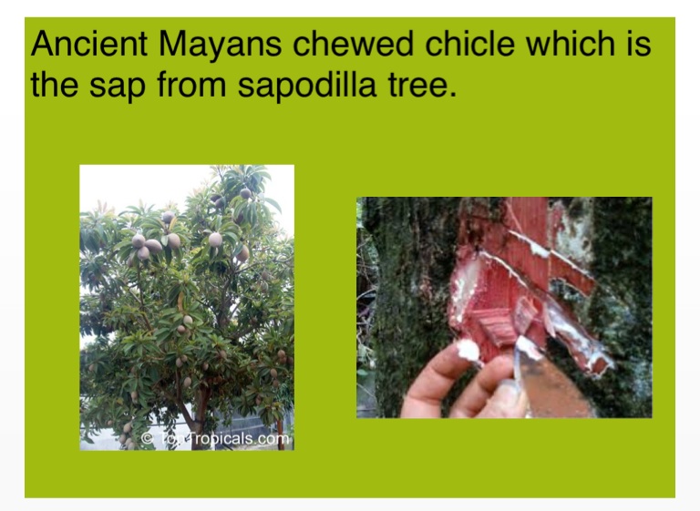 sapodilla tree sap