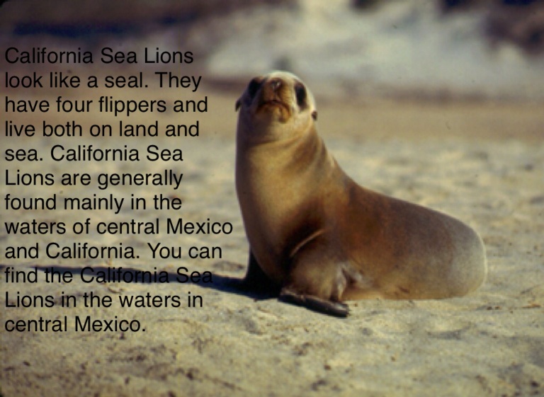 Have you heard? The SEA LIONS have made it to the final four to be San  Francisco's official animal! But it's a close race to see who will…