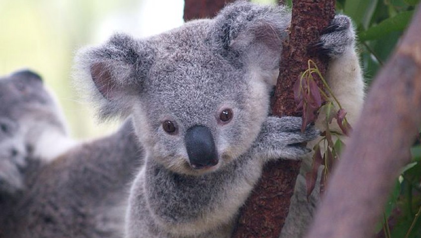 Koala For Mac