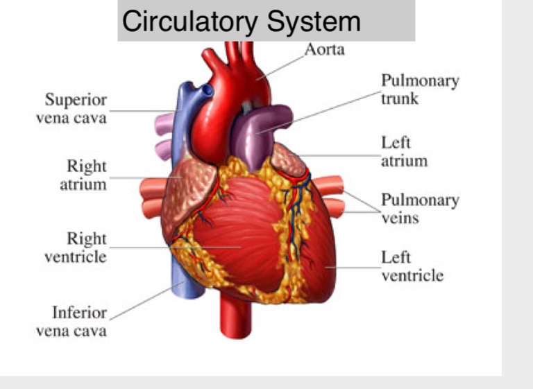 The Circulatory System on FlowVella - Presentation Software for Mac