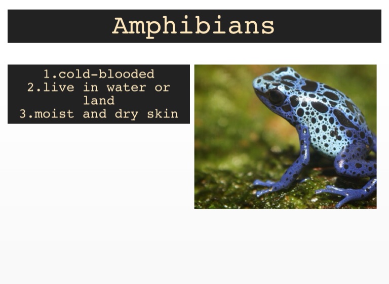 Amphibians mcgoff Thomas - Screen 3 on FlowVella - Presentation ...