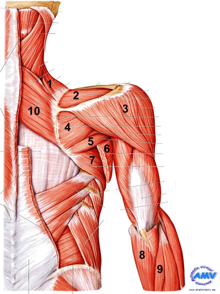 Bursitis icb terapia - Screen 8 on FlowVella - Presentation Software ...