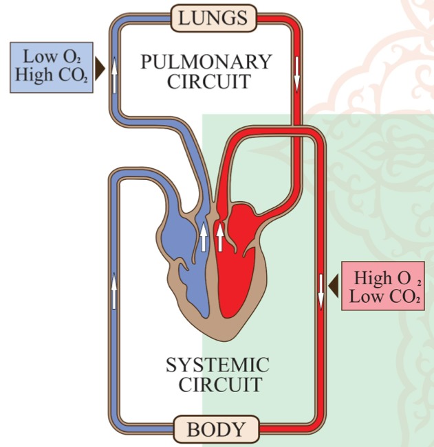 Blood Flow - Screen 2 on FlowVella - Presentation Software for Mac iPad ...