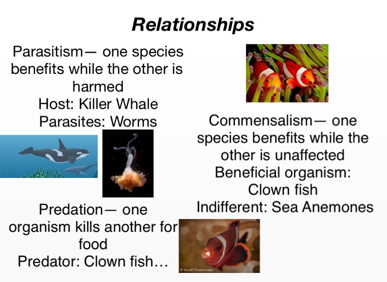 Biology Project- Coral Reefs - Screen 11 on FlowVella - Presentation ...