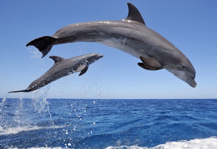 marine biome dolphins