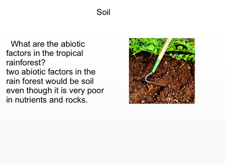 Abiotic Factors of a Rain Forest