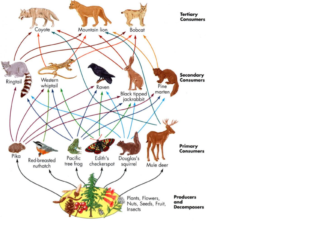 Разнообразие пищевых сетей. Пищевая цепь тайги. Сеть питания в лесу. Пищевая цепочка животных. Пищевая сеть леса.