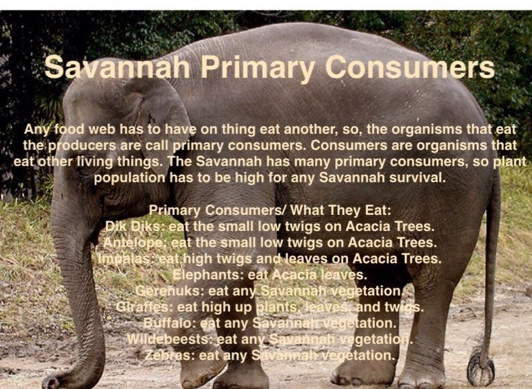 Savannah Food Web - Screen 4 on FlowVella - Presentation Software for