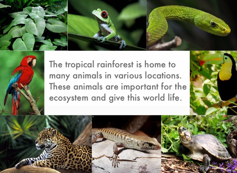 Rainforest Animals - Screen 6 on FlowVella - Presentation Software for Mac  iPad and iPhone