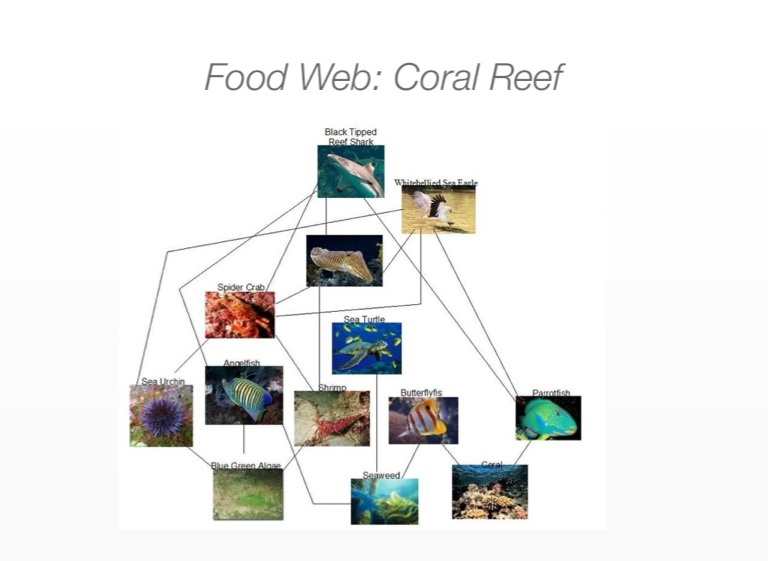 Biology Project- Coral Reefs - Screen 14 on FlowVella - Presentation ...