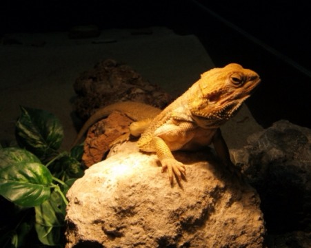 Reptiles by nick Neglia - Screen 3 on FlowVella - Presentation Software