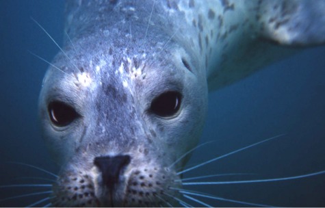 Harbor Seal Henselder - Screen 2 on FlowVella - Presentation Software ...