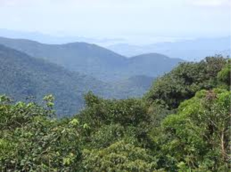 tropical rainforest biome project